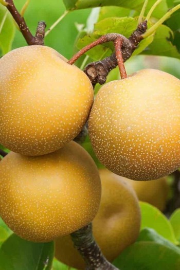 Груша азійська ‘Чоюро’|Pyrus pyrifolia ‘Chojuro’|Груша азиатская ‘Чоюро’